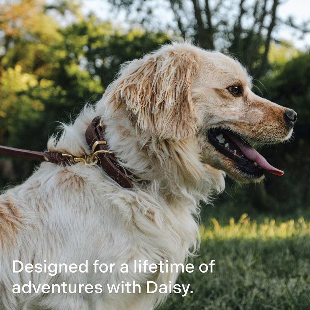 Scout Supply Classic Leather Dog Leash: The Leash That Earns Its Patina — Full-Grain Leather Dog Leash with Solid Brass Hardware